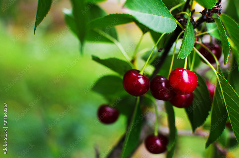red ripe cherry on a background red ripe cherry on a background
