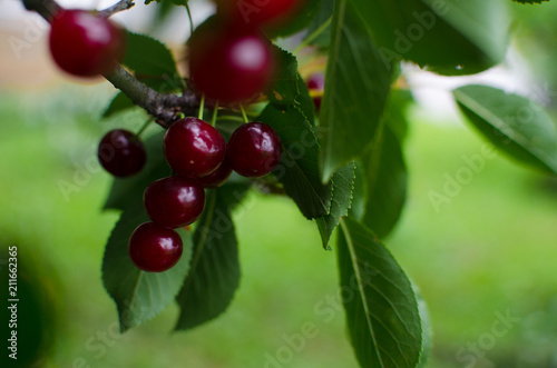 red ripe cherry on a background
