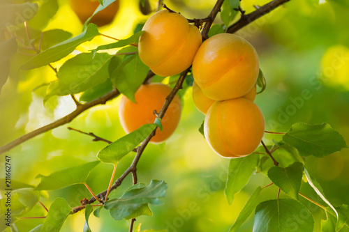 Ripe Sweet Apricot Fruits on Branch among Green Leaves at Warm Sunny Day