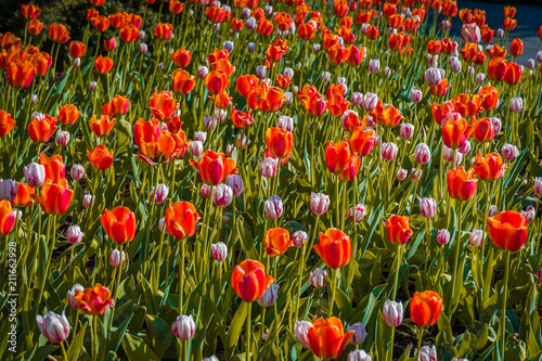 Tulips festival in Ottawa  Canada