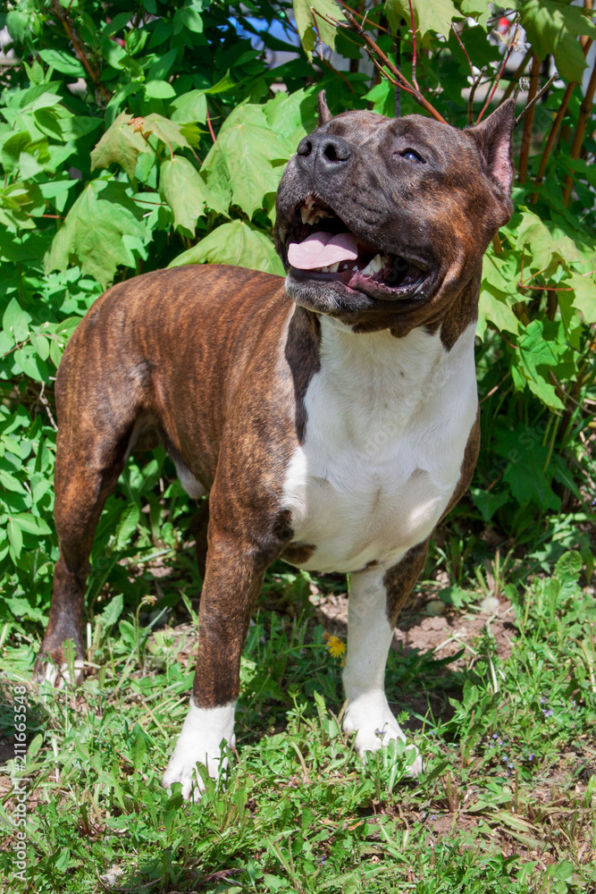 American staffordshire terrier puppy is standing on a green meadow. American staffordshire terrier puppy is standing on a green meadow.