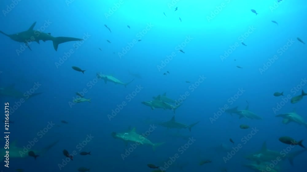 Large school of Scalloped Hammerhead Sharks in Galapagos Large school of Scalloped Hammerhead Sharks in Galapagos
