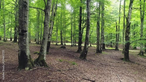 Wallpaper Mural Beautiful beech forest in summer Torontodigital.ca