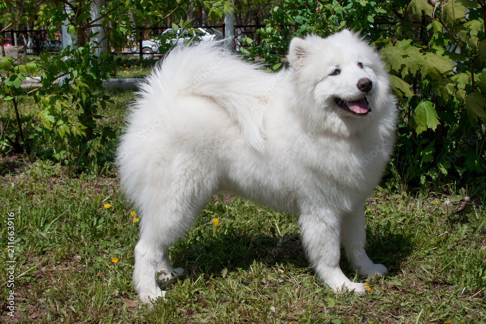 Samoyed is standing on a green meadow. Nenetskaya laika or sledge dog. Samoyed is standing on a green meadow. Nenetskaya laika or sledge dog.
