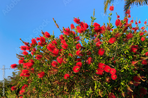 Vászonkép Plant of Callistemon with red bottlebrush flowers and flower buds against intense blue sky on a bright sunny Spring day