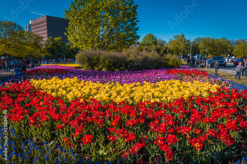 Tulips festival in Ottawa, Canada