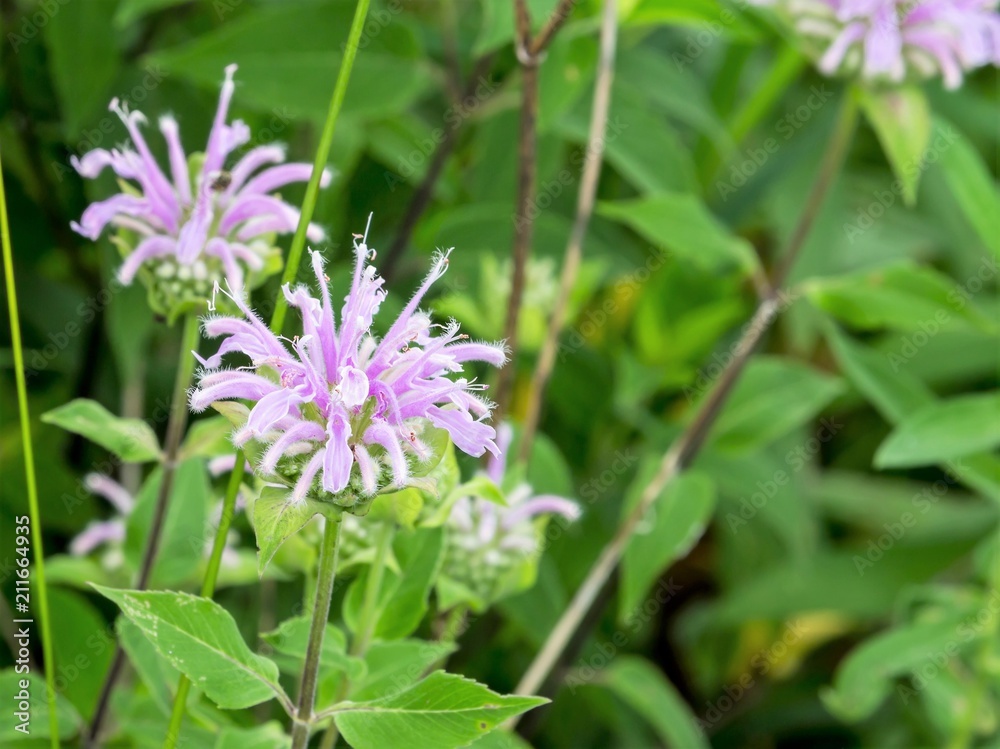 Pink purple Wild Bergamot flowers on a green leafy background. Bee balm is used in traditional medicine, herbal teas and grown in gardens. Concepts of traditional healing and wild edibles Pink purple Wild Bergamot flowers on a green leafy background. Bee balm is used in traditional medicine, herbal teas and grown in gardens. Concepts of traditional healing and wild edibles
