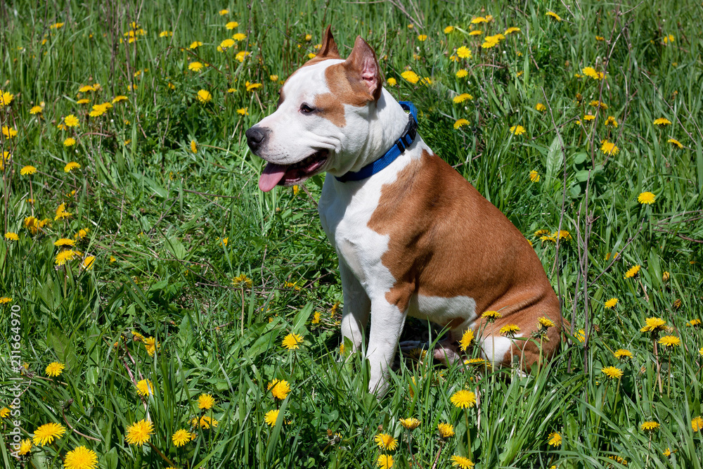 American staffordshire terrier puppy is sitting in a green grass.