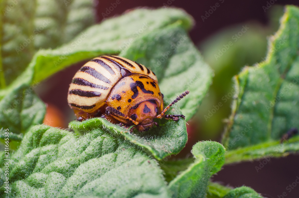 Colorado potato beetle eats potato leaves, close-up Colorado potato beetle eats potato leaves, close-up