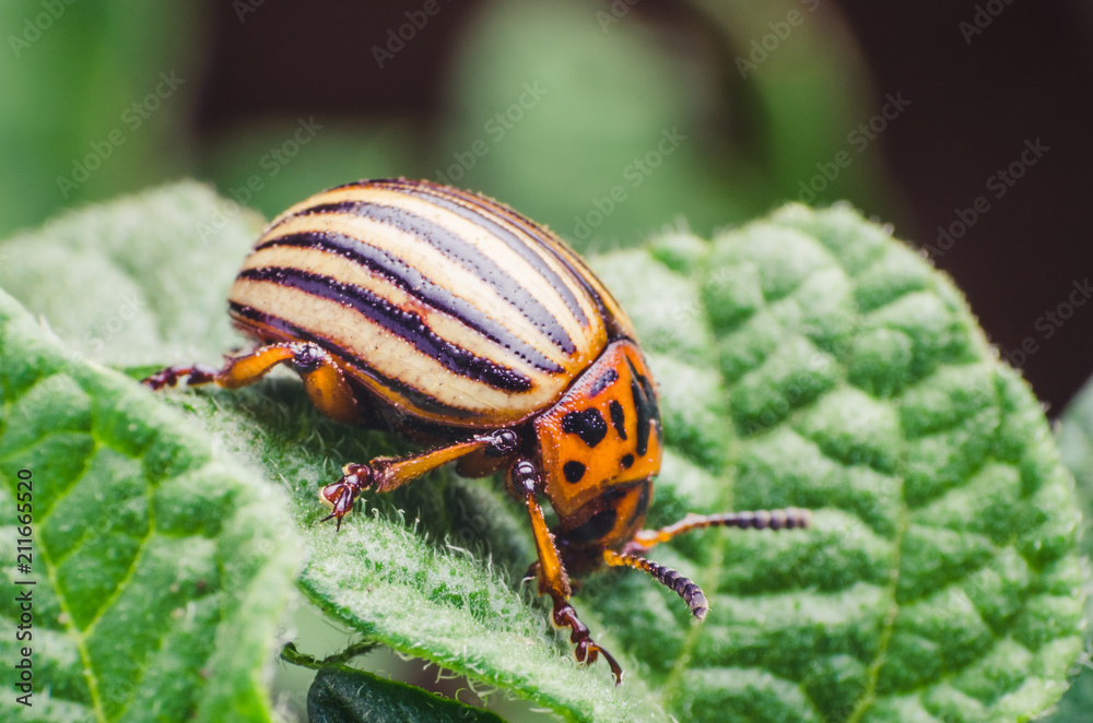 Colorado potato beetle eats potato leaves, close-up Colorado potato beetle eats potato leaves, close-up