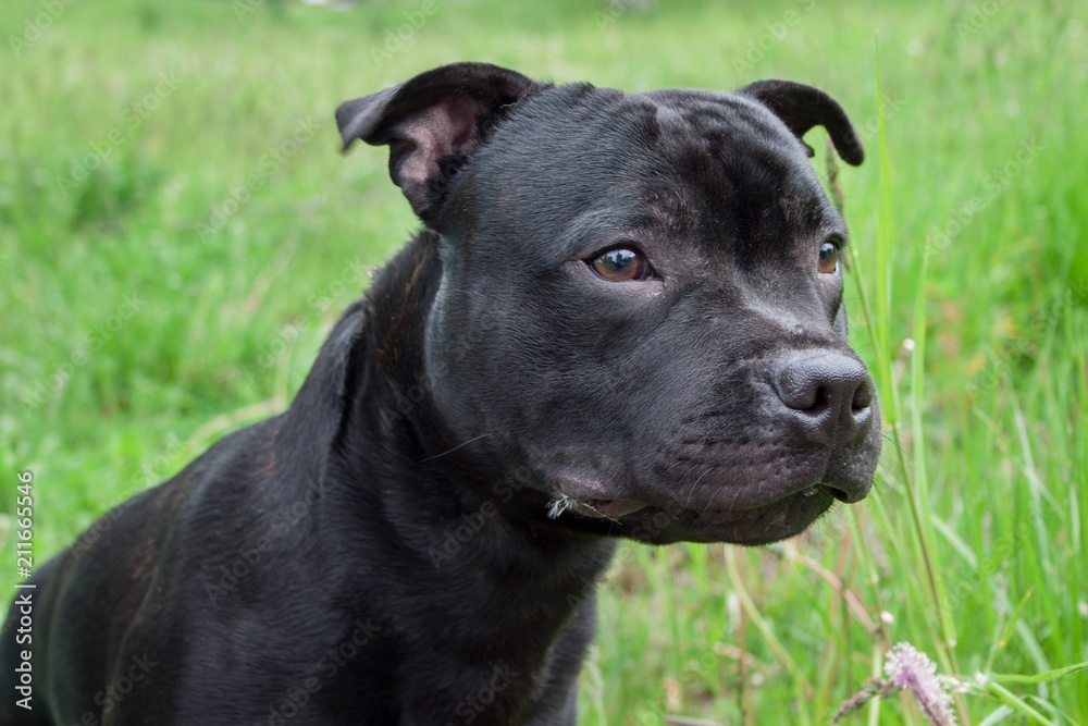 Focused staffordshire bull terrier puppy close up.