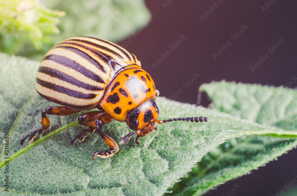 Colorado potato beetle eats potato leaves, close-up Colorado potato beetle eats potato leaves, close-up