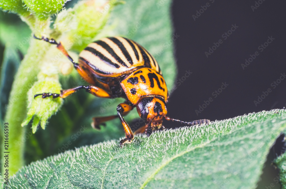 Colorado potato beetle eats potato leaves, close-up Colorado potato beetle eats potato leaves, close-up