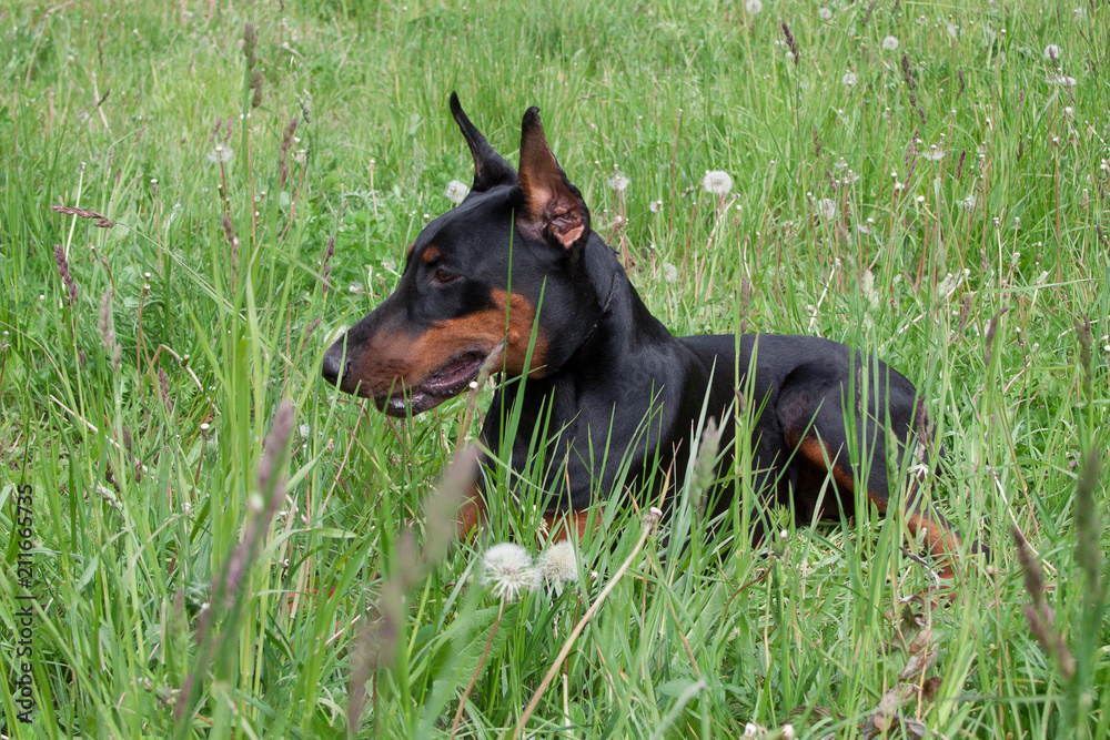 Cute doberman pinscher is lying on a green grass. Cute doberman pinscher is lying on a green grass.