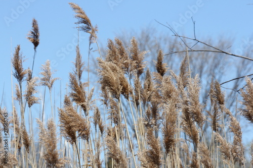 Phragmites (australis), blowing in the wind, found along a roadside ditch in S.E. Ontario. 