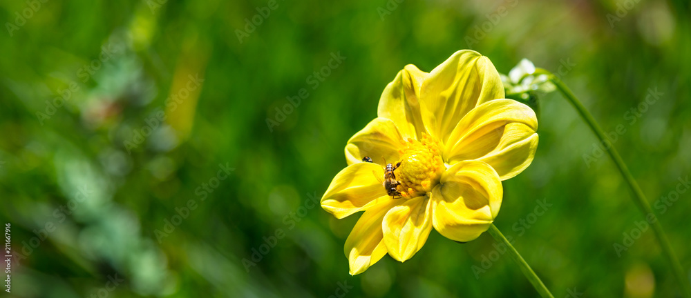 Obraz premium Flor amarela com abelha