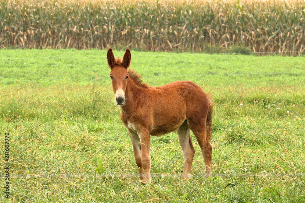 Fototapeta premium A young mule plays in a pasture, on a rainy day, while his mother and the other horses and mules graze. 