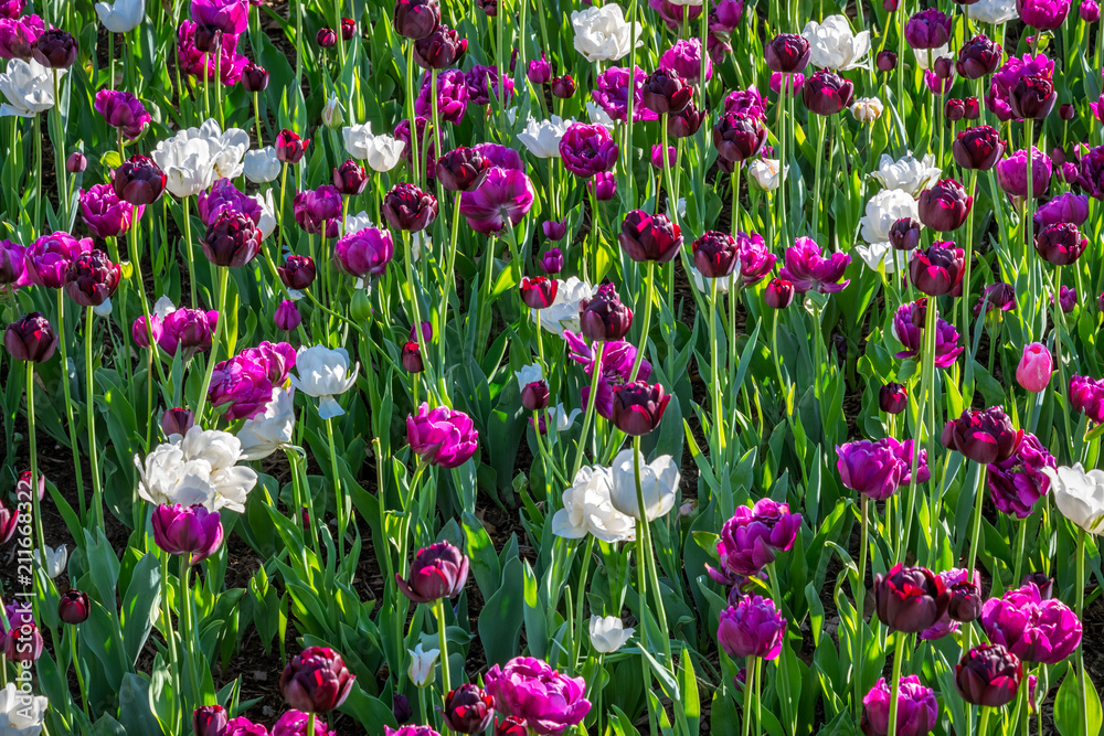 Tulips festival in Ottawa, Canada