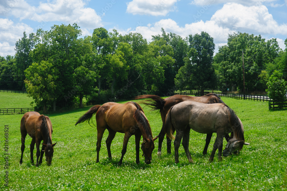 Thoroughbred Horses