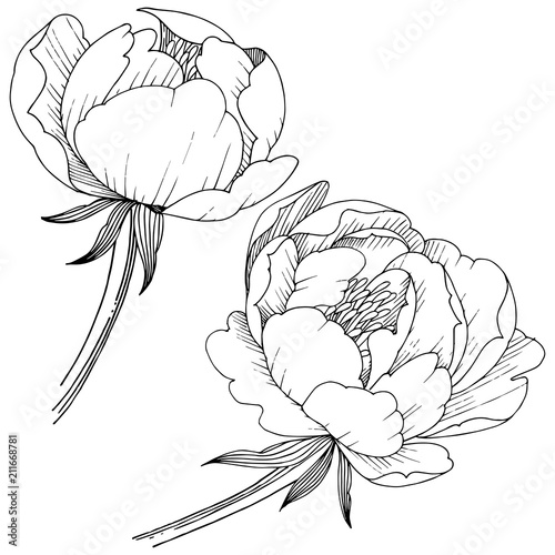 Peony flower in a vector style isolated. Full name of the plant: peony. Vector flower for background, texture, wrapper pattern, frame or border.