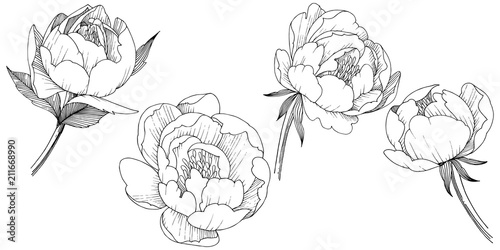 Peony flower in a vector style isolated. Full name of the plant: peony. Vector flower for background, texture, wrapper pattern, frame or border.