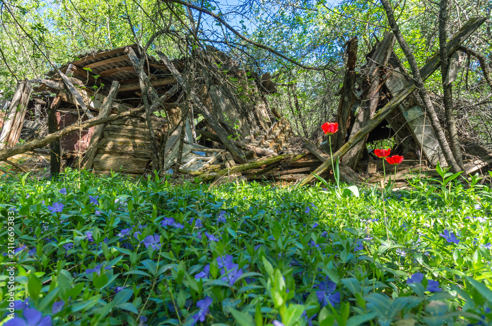 Collapsed wooden house. Flower bed with flowers. Red poppy.