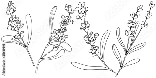 Lavender flower in a vector style isolated. Full name of the plant: lavender. Vector flower for background, texture, wrapper pattern, frame or border.