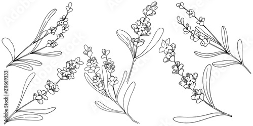 Lavender flower in a vector style isolated. Full name of the plant: lavender. Vector flower for background, texture, wrapper pattern, frame or border.