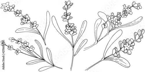 Lavender flower in a vector style isolated. Full name of the plant: lavender. Vector flower for background, texture, wrapper pattern, frame or border.