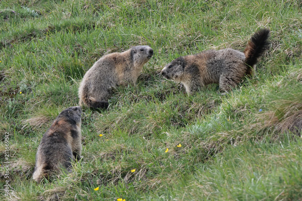drei Murmeltiere auf einer Almwiese an der Großglockner Hochalpenstraße drei Murmeltiere auf einer Almwiese an der Großglockner Hochalpenstraße