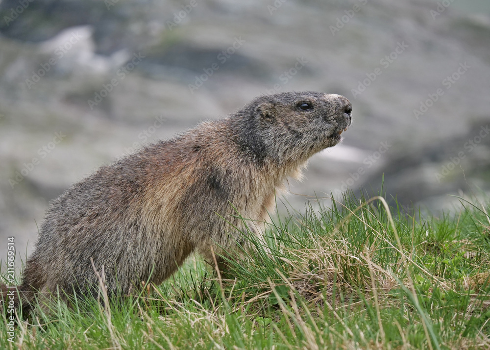 Murmeltier seitlich auf Wiese mit Berg als unscharfer Hintergrund Murmeltier seitlich auf Wiese mit Berg als unscharfer Hintergrund