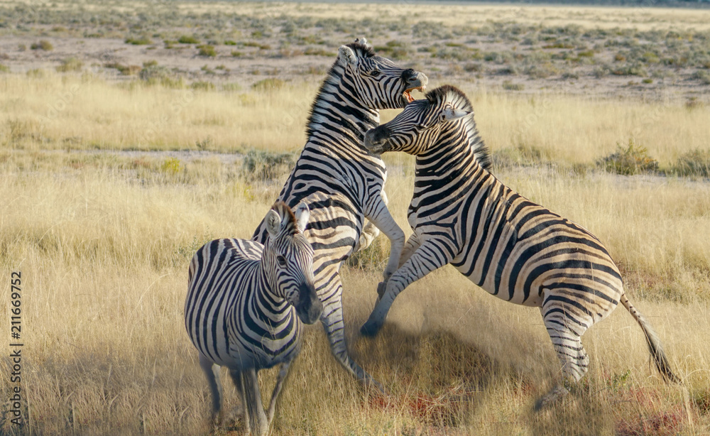 Obraz premium Zebra rearing up in fighting pose.