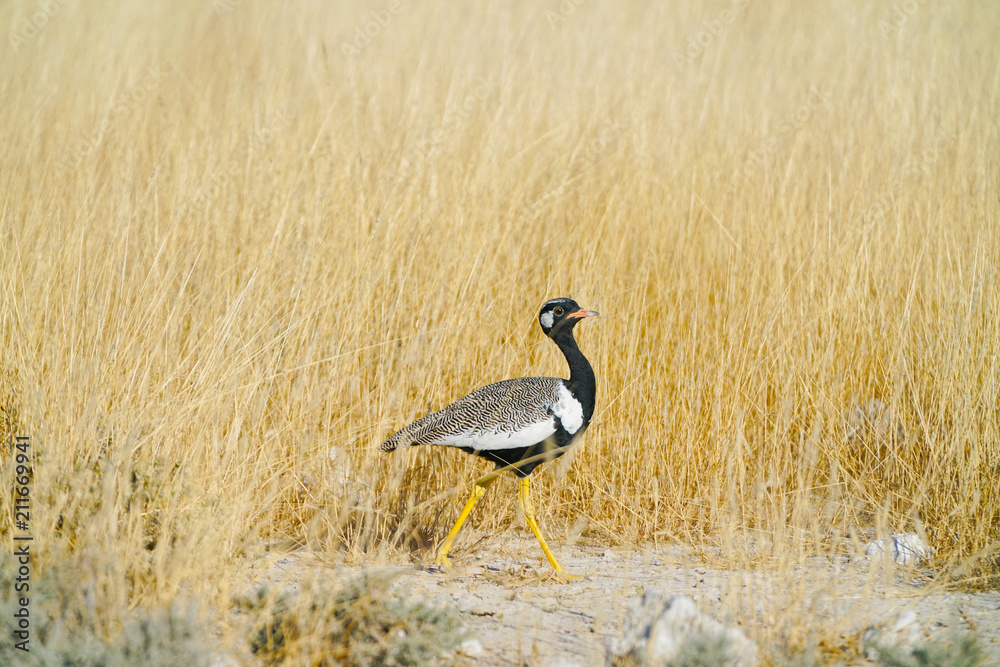 Obraz premium Northern black korhaan
