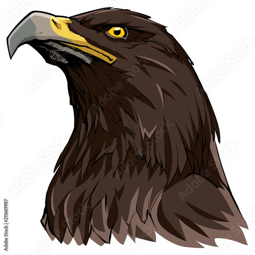 Golden Eagle on White / Hand drawn illustration of a Golden Eagle.