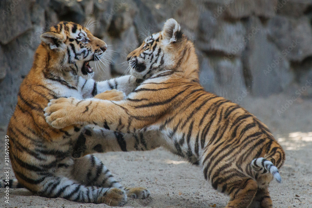 Obraz premium Siberian (Amur) tiger cubs playing