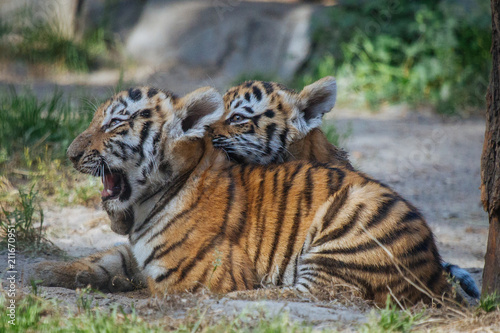 Siberian  Amur  tiger cub playing with mother