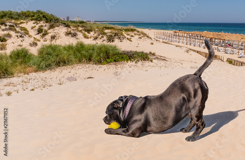 black staffordshire bull terrier dog playing on Praia Verde beach with two tennis balls. He looks like he is doing a yoga with his tail in the air.
