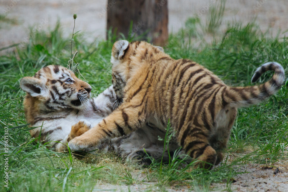 Obraz premium Siberian (Amur) tiger cubs playing on the grass