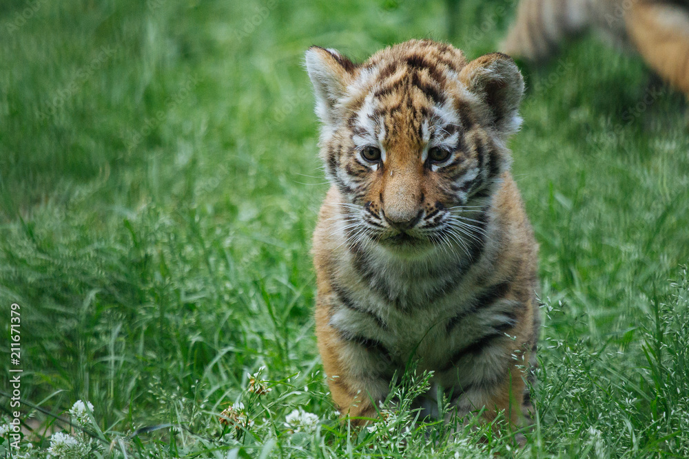Obraz premium Siberian (Amur) tiger cub playing on the grass