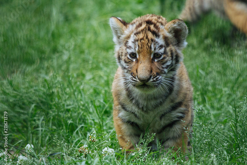 Siberian (Amur) tiger cub playing on the grass © A.Lukin