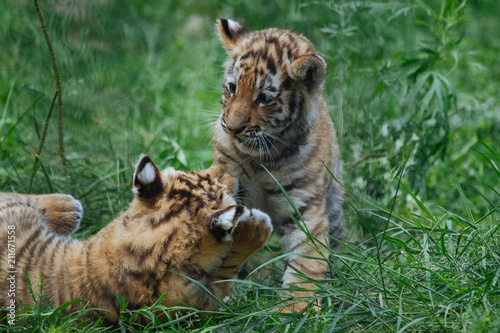 Obraz na płótnie Siberian (Amur) tiger cubs playing on the grass