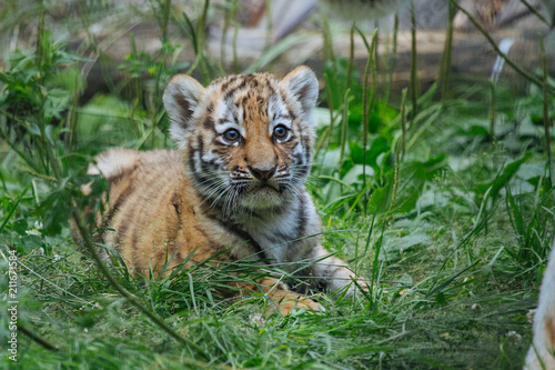 Siberian (Amur) tiger cubs playing on the grass © A.Lukin