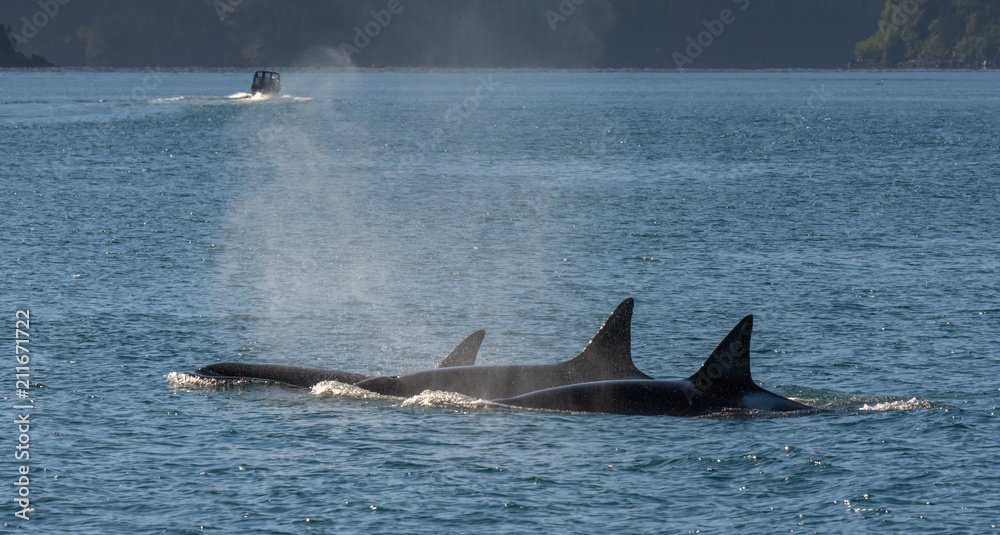 Fototapeta premium Three orca swimming at surface