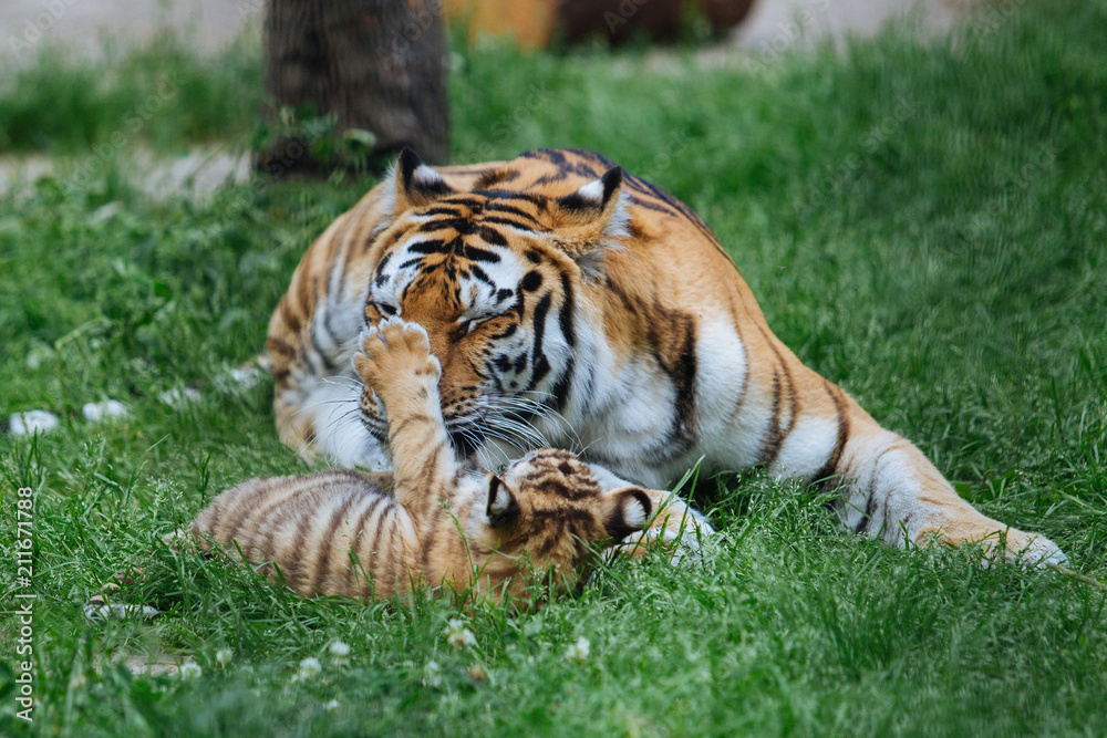 Obraz premium Siberian (Amur) tiger cub playing with mother
