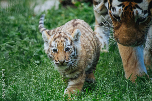 Siberian  Amur  tiger cub playing with mother