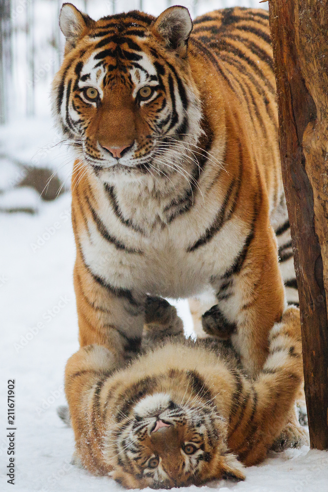 Siberian (Amur) tiger cub playing on the snow with mother Stock Photo