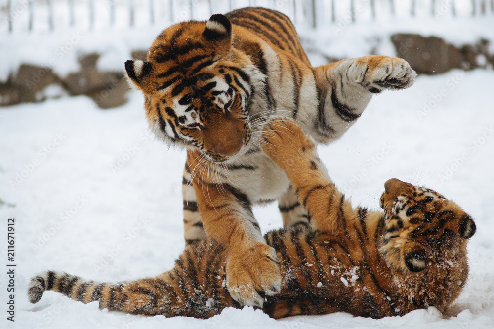Obraz premium Siberian (Amur) tiger cub playing on the snow with mother