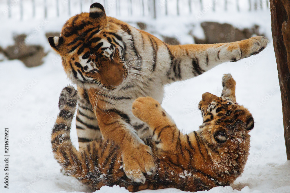 Obraz premium Siberian (Amur) tiger cub playing on the snow with mother