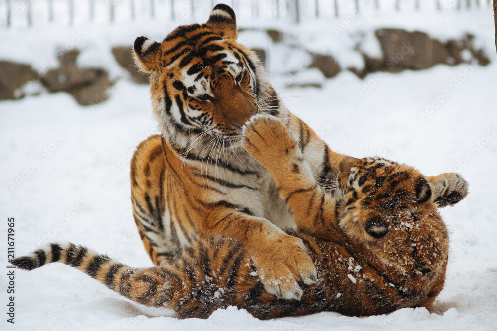 Obraz premium Siberian (Amur) tiger cub playing on the snow with mother