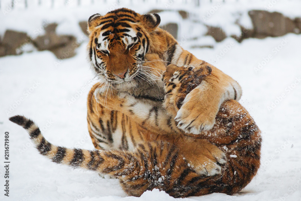 Obraz premium Siberian (Amur) tiger cub playing on the snow with mother